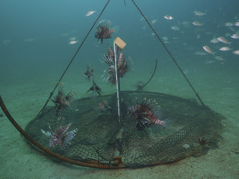 Simple trap effective against invasive lionfish, study shows - News