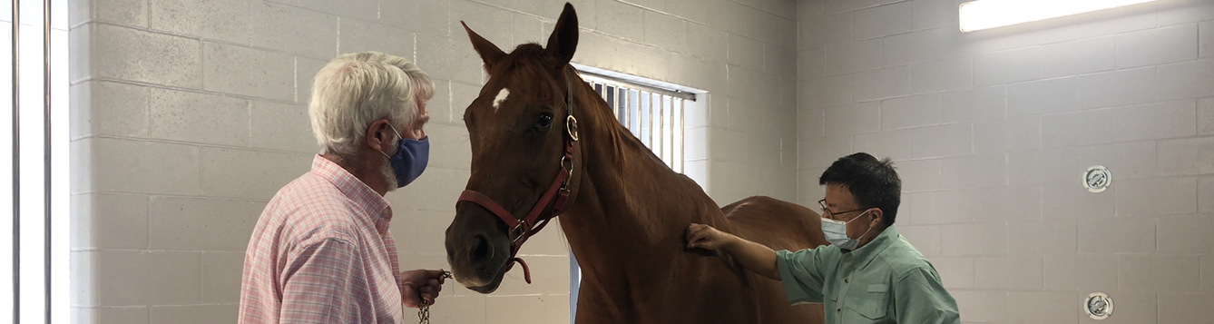 horse in stall receiving acupuncture treatment on shoulder