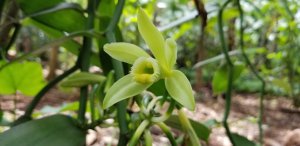 image - vanilla orchid