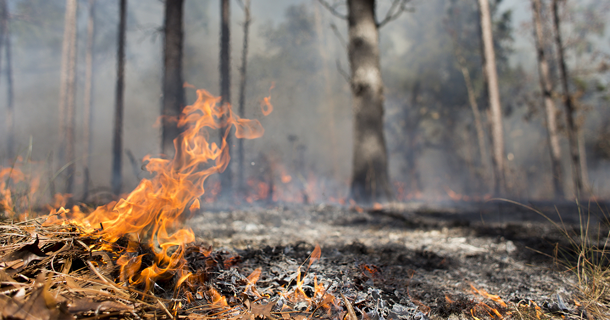 New podcast explains how prescribed fire helps plants, animals and ...