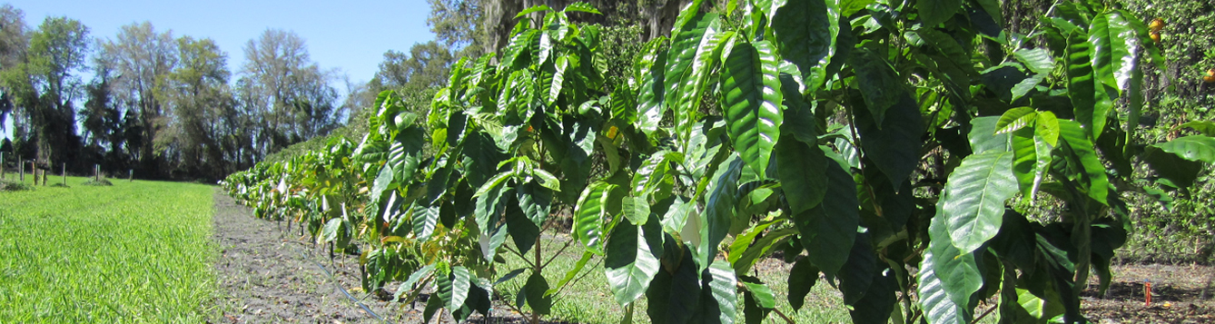 Coffee plants in the field