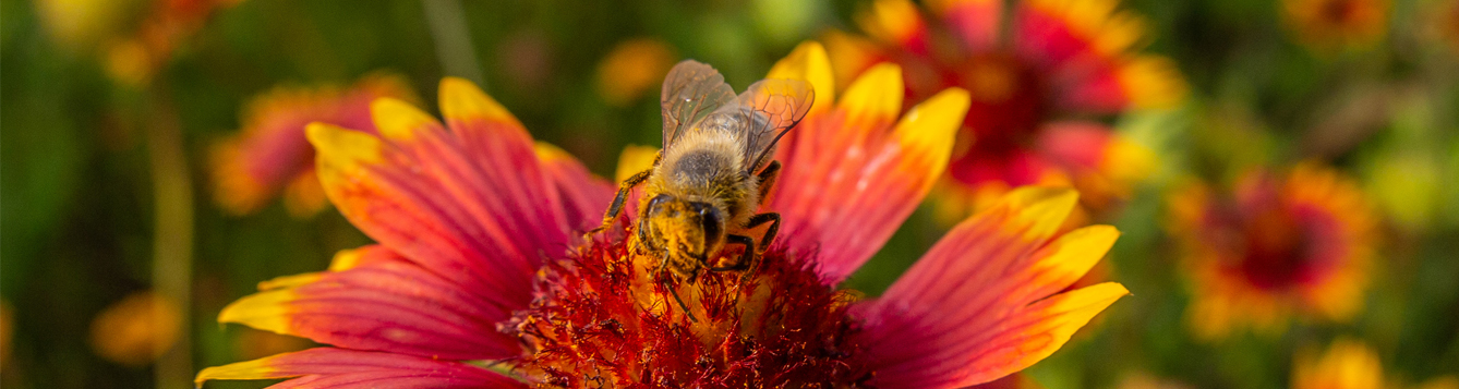 Blanketflower with bee. Photo credit: Geena Hill