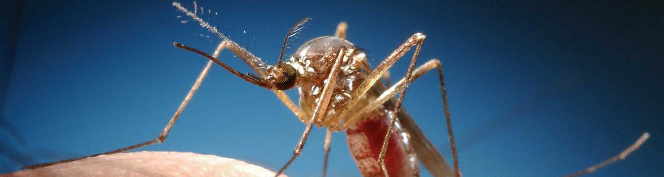image-eastern treehole mosquito