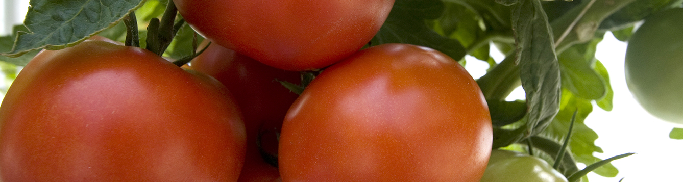 tomatoes_growing_on_vine