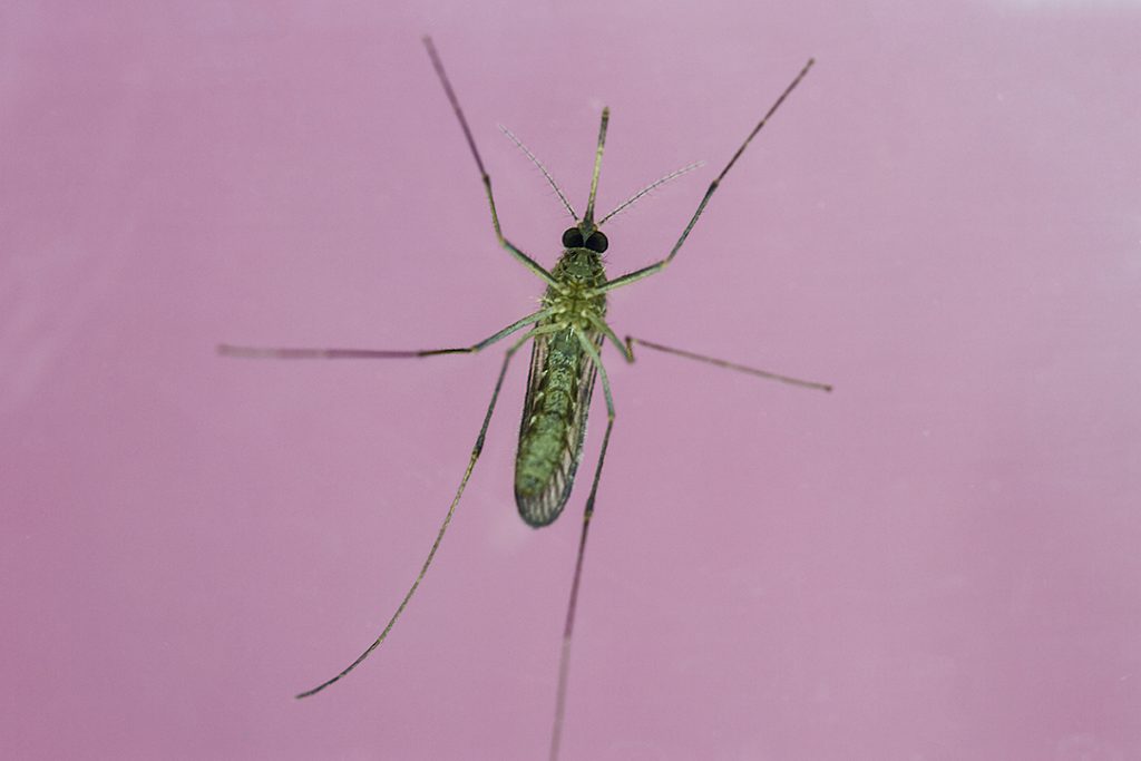 As climates change, prepare for more mosquitoes in winter, new study
