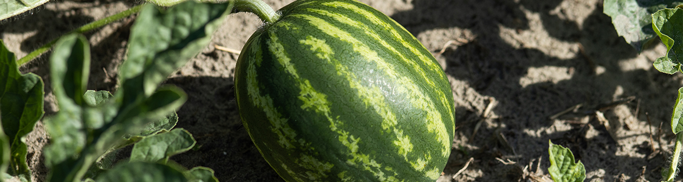 Scientists find new watermelon viruses in Florida; help available - News