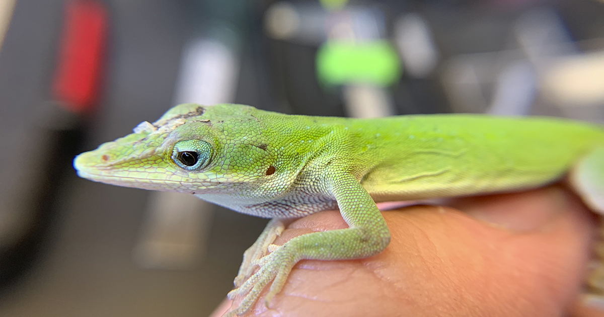 UF Study: Where brown anoles invade, native green anoles reach new heights  - News