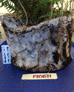 Image_ A sample of the white mat symptom binding organic matter in one of the potted Boston Ferns