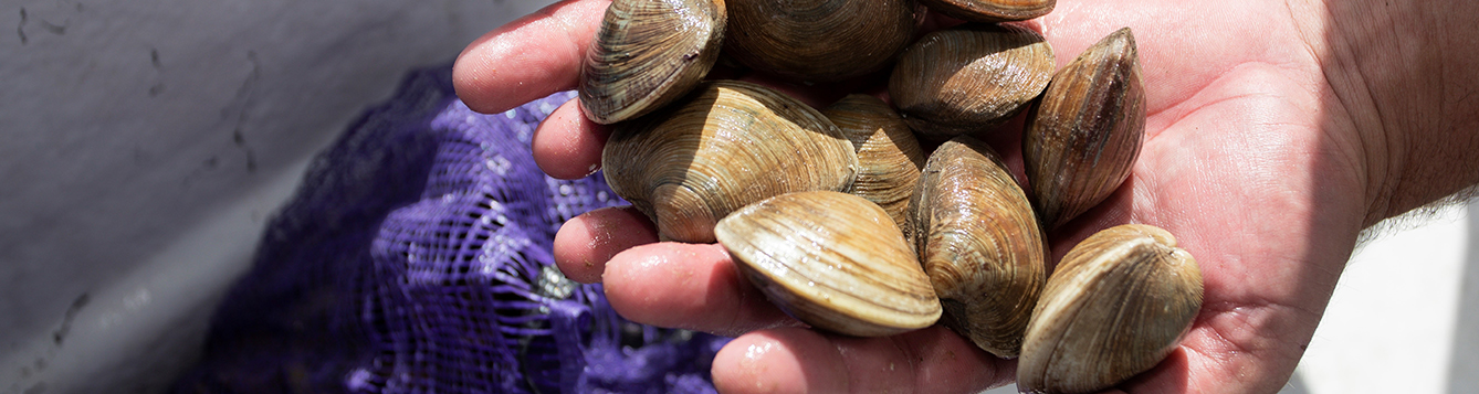 image - hands holding clams after harvesting. Credit Tyler Jones