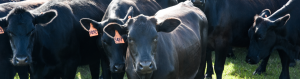 Herd of black angus heifers.