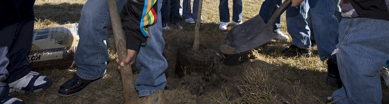 A group gathers with shovels to dig a hole to plant a tree.