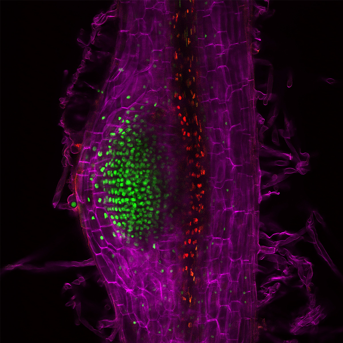 A root nodule forming