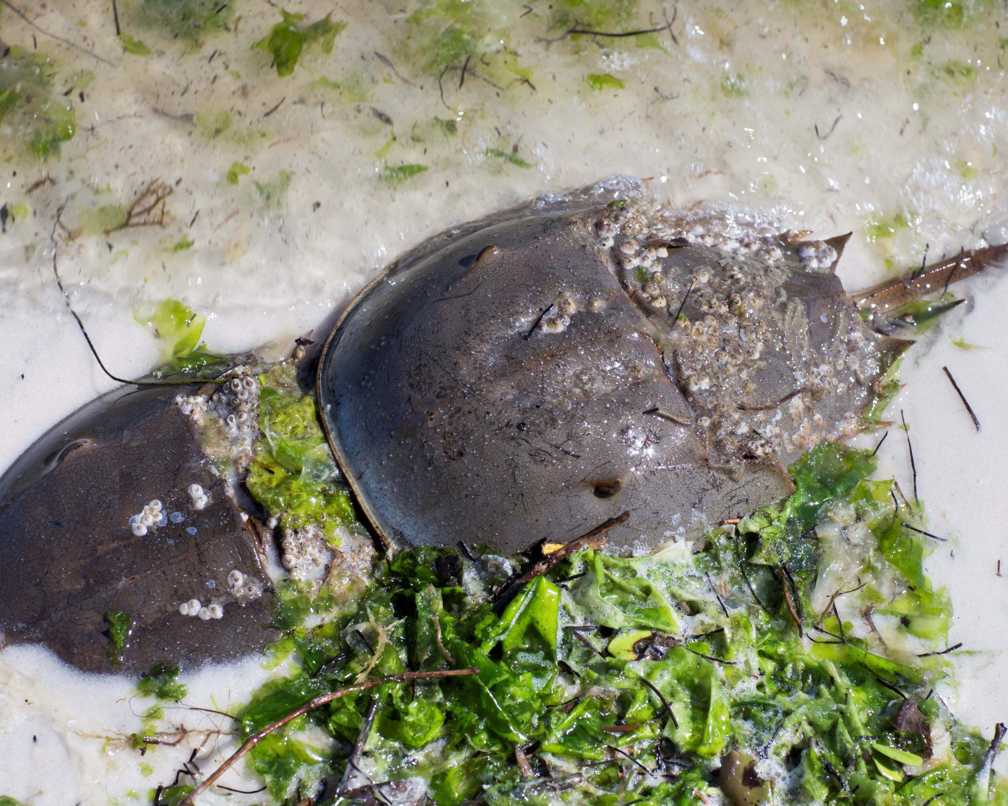 Horseshoe crabs need your love, South Florida. Join the Florida