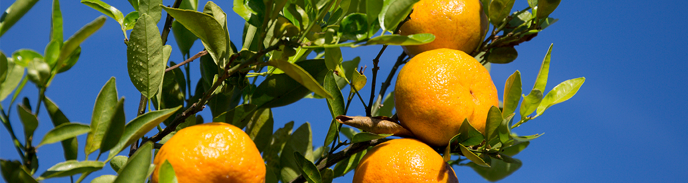 https://blogs.ifas.ufl.edu/news/files/2022/03/Citrus-presentations-header-042621-1.jpg