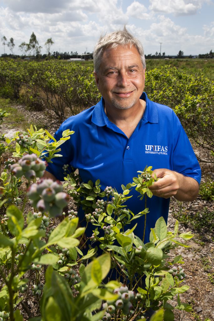 Florida blueberry season Topnotch fruit, tools and knowledge from UF/IFAS research News