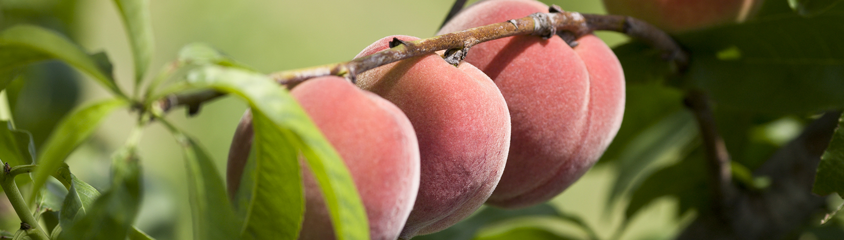 New peach cultivars highlight of Stone Fruit Field Day - News