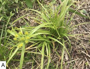 Sample-A-is-yellow-nutsedge-infected-with-the-phytoplasma-recorded-Photo-Courtesy-Brian-Bahder