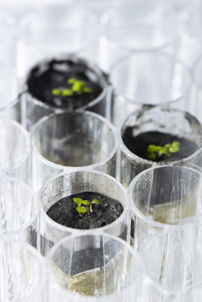 Plant sprouting from small amount of lunar soil