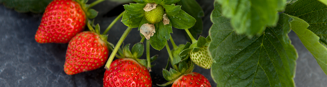 The Strawberry Disease You Can't Afford to Neglect : Syngenta – Know More,  Grow More