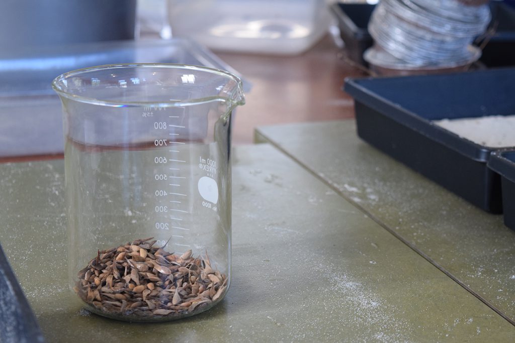 seeds in a glass container