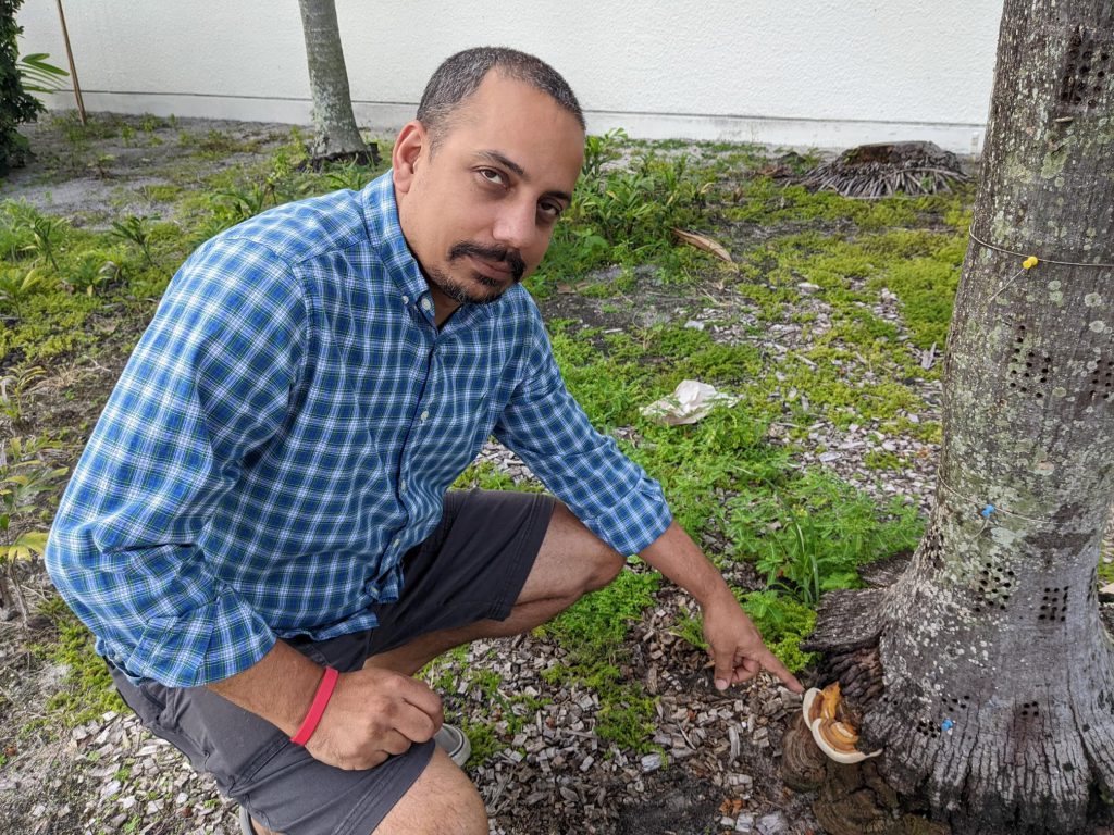 UF/IFAS scientist develops detection method for lethal palm disease