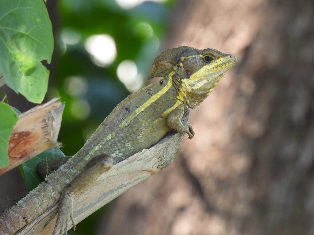 Nonnative lizard that appears to walk on water thrives in Florida News