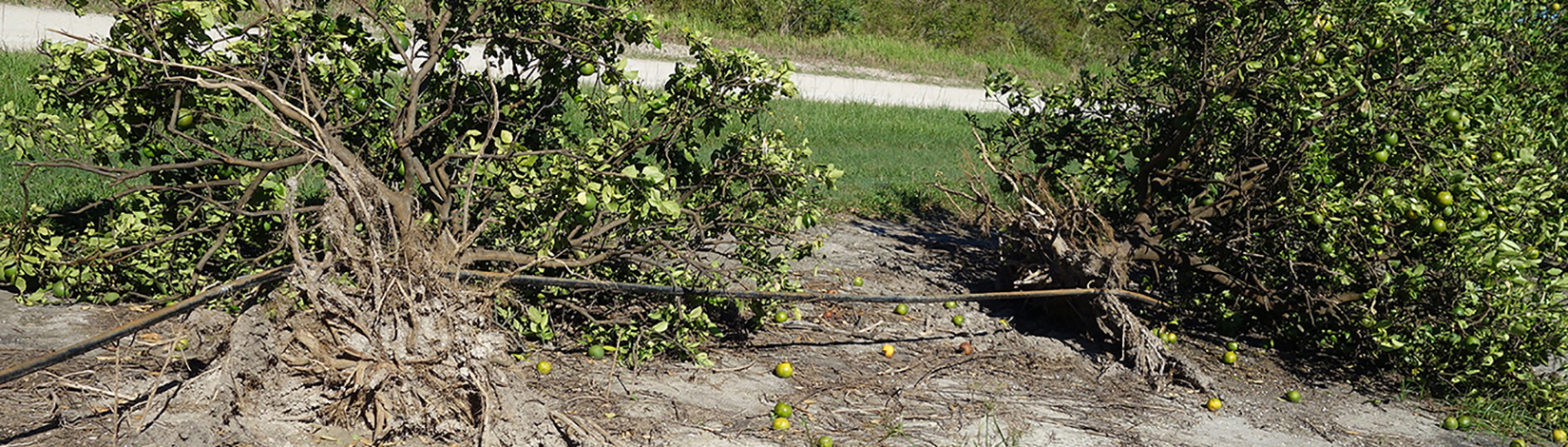 Economists Estimate Up To $1.56 Billion Hit To Florida Agriculture Due ...