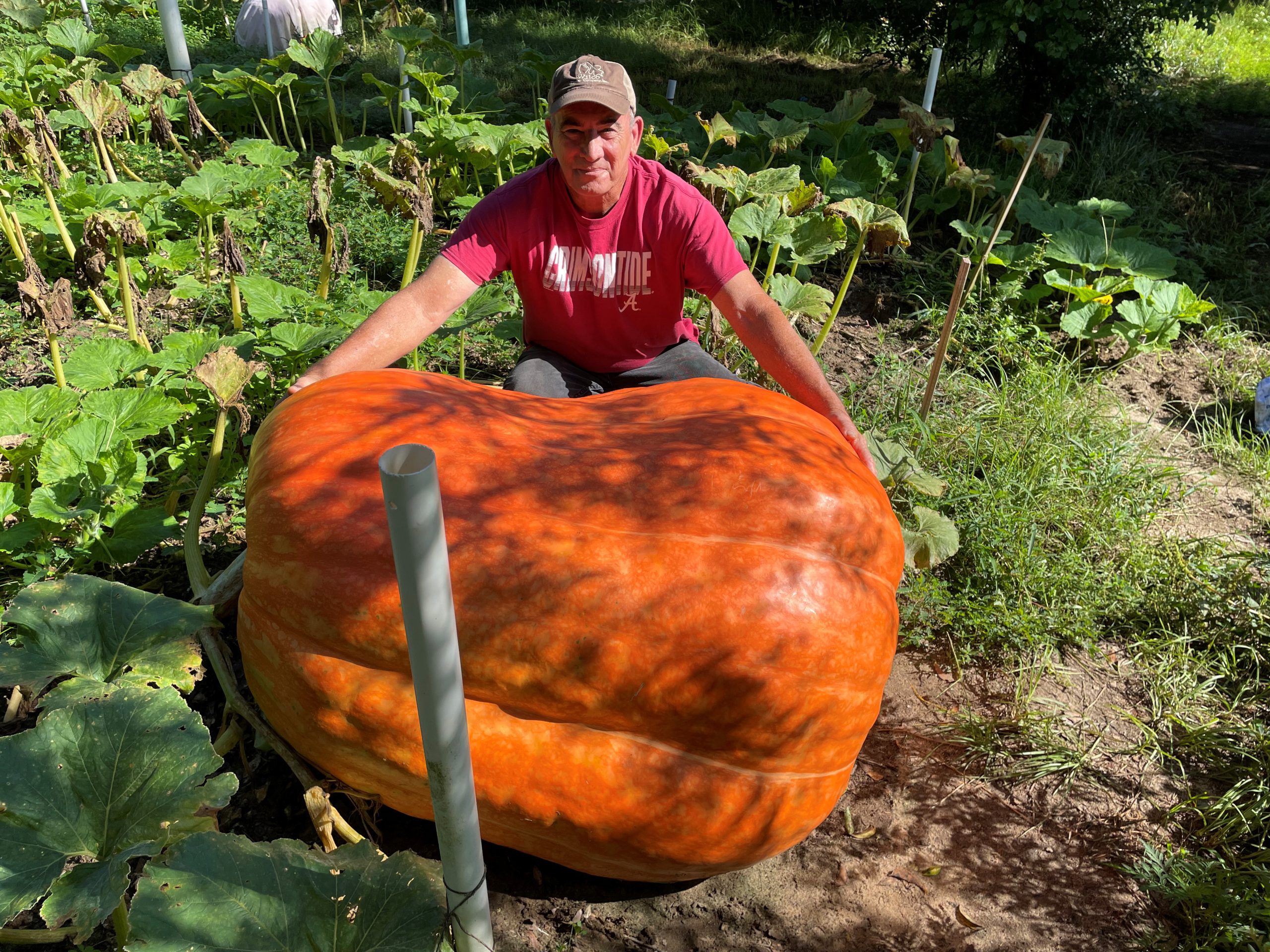 A man stands behind a 622-pound pumpkin in a garden. 