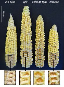 UF researchers discover missing piece in corn’s evolutionary history - News