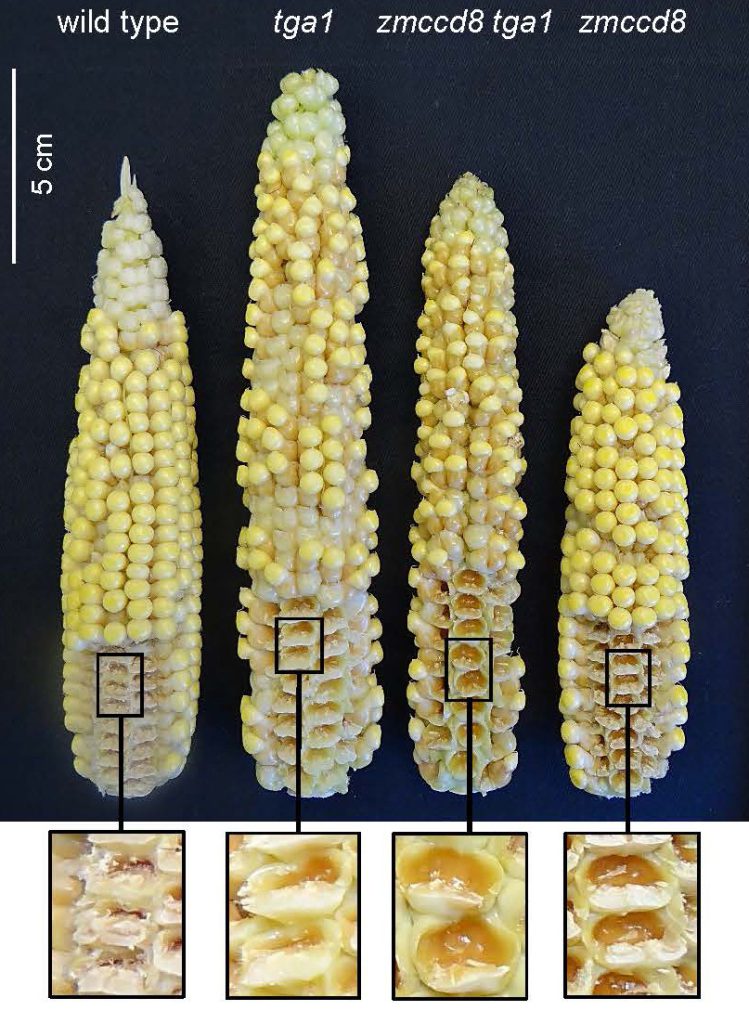 ears of corn with different characteristics
