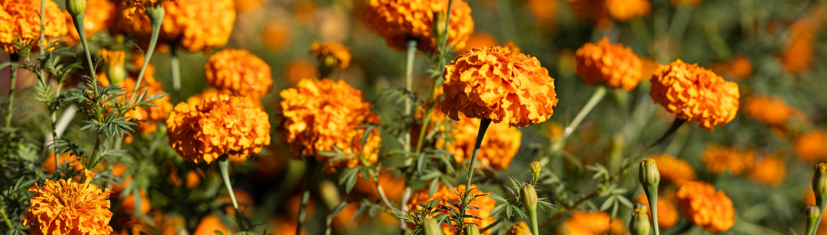 Marigolds.