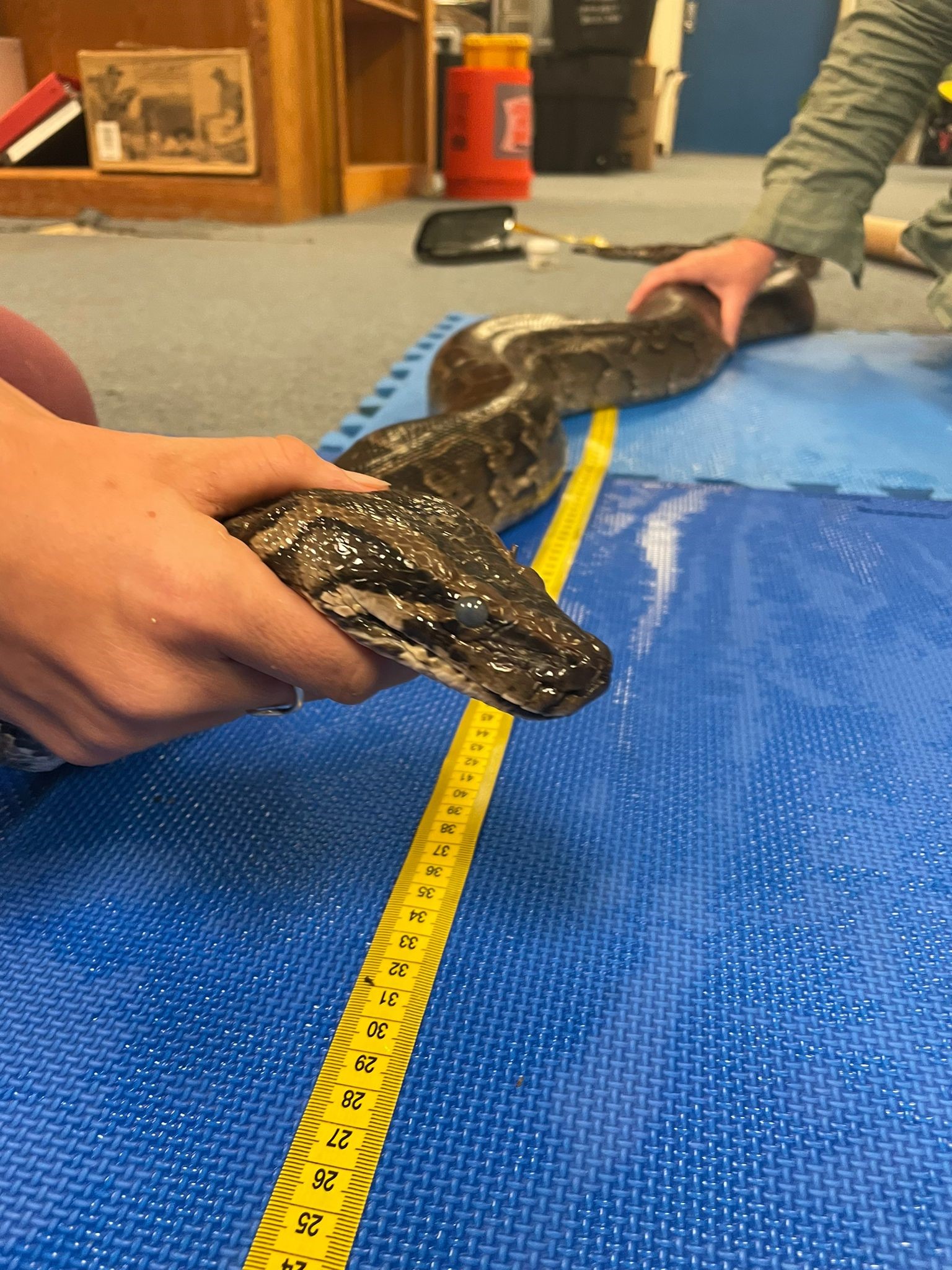 UF/IFAS scientists lure Burmese pythons using radio telemetry during ...