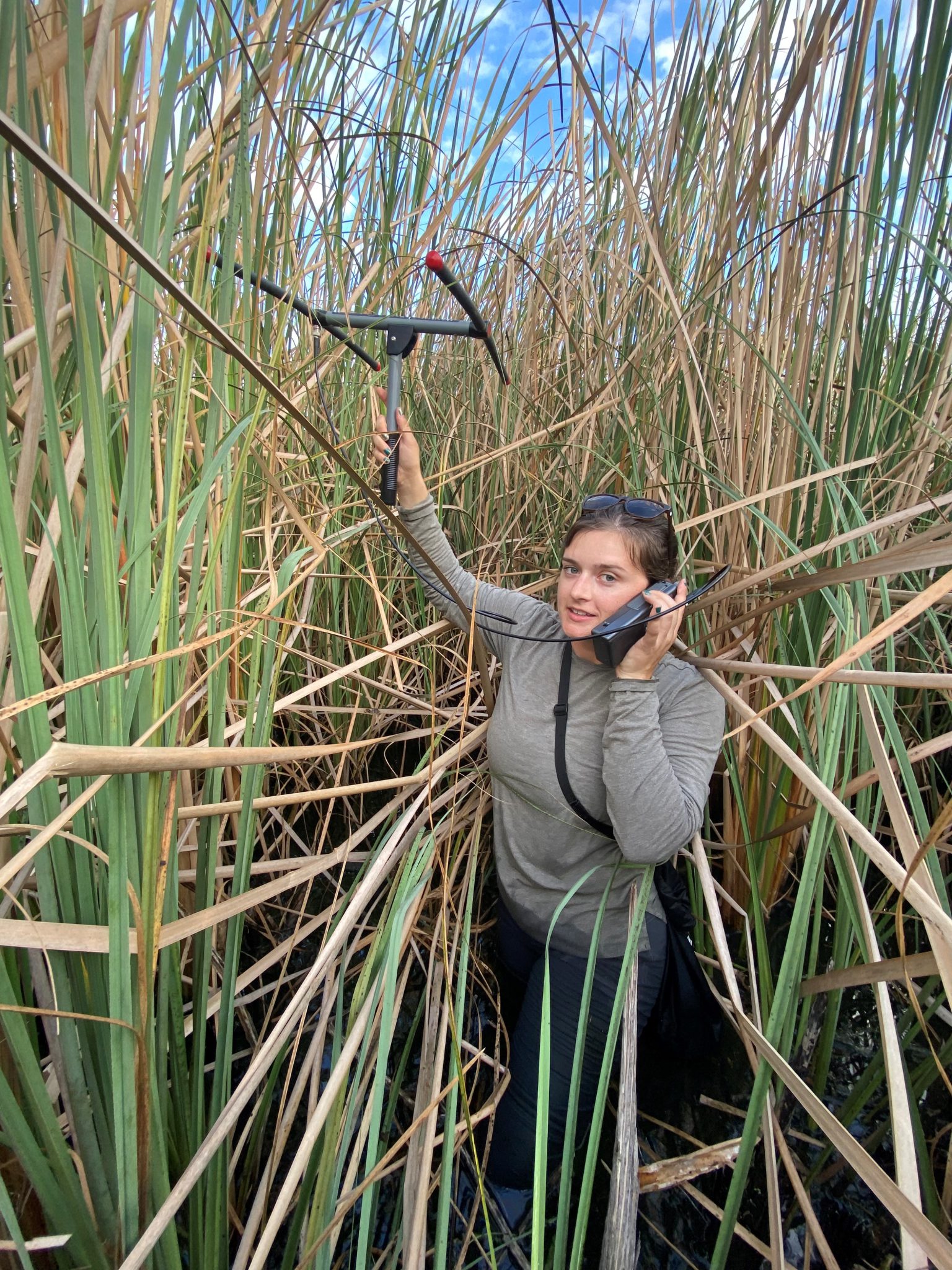 UF/IFAS scientists lure Burmese pythons using radio telemetry during ...