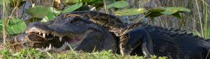 The growing number of large pythons in Florida’s Everglades National Park is increasing conflict between the powerful snakes and alligators, according to Frank Mazzotti, a wildlife expert with the University of Florida’s Institute of Food and Agricultural Sciences. In this photo, released yesterday by park officials, the alligator appears to have the upper hand in the struggle, but the snake escaped. Mazzotti, who is helping remove pythons from park, said a python was killed last year when it attempted to swallow a medium-sized alligator that was too big for the snake.