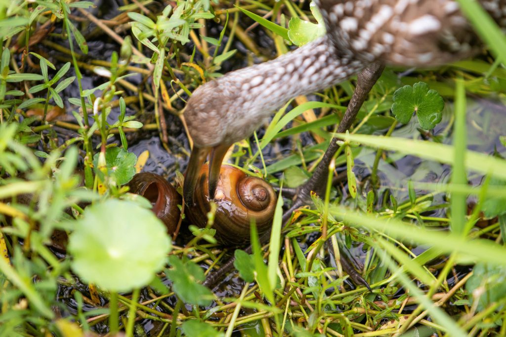 Invasive apple snails in your backyard, waterways? UF/IFAS study dives