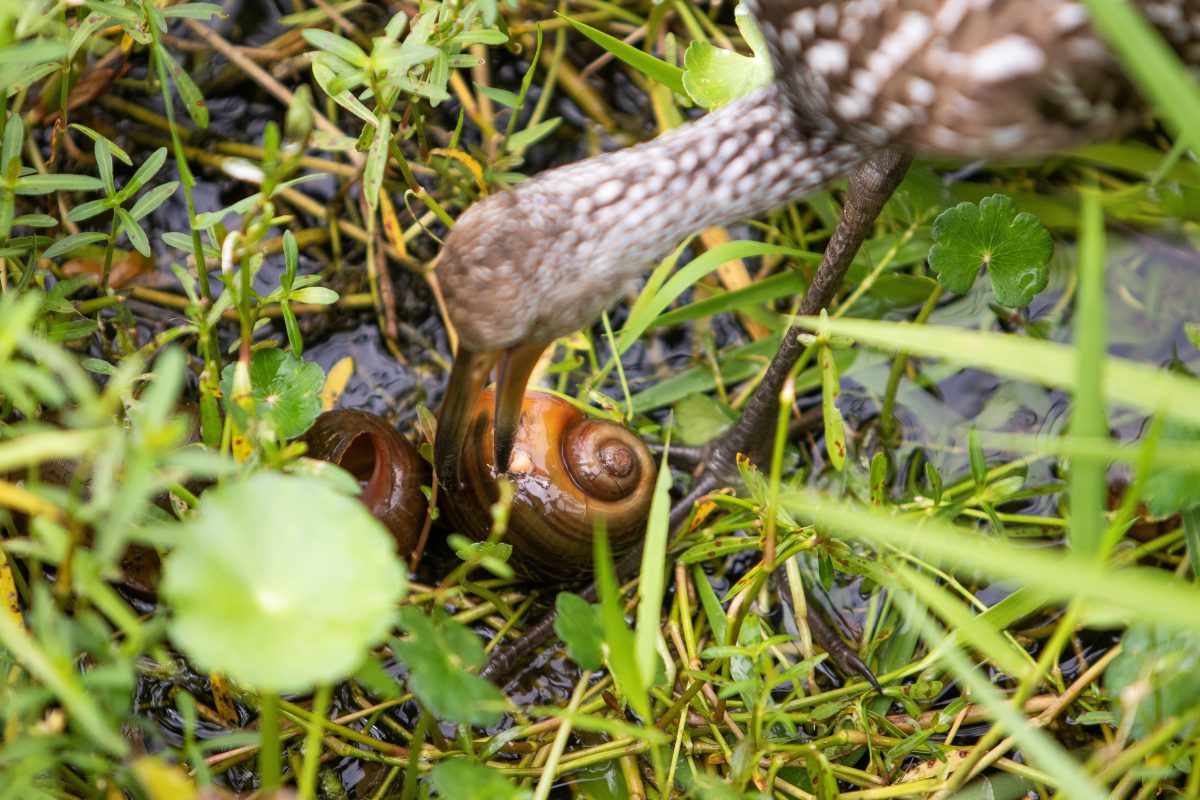 Invasive apple snails in your backyard, waterways? UF/IFAS study dives