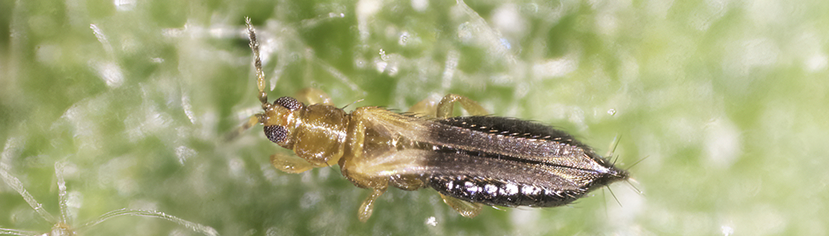 Watch for Thrips parvispinus in Georgia