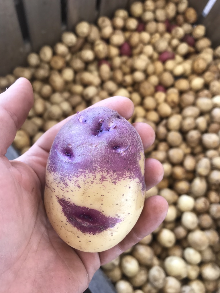 Potato breeding program launches out of UF/IFAS Hastings Agricultural