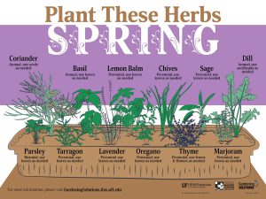 image - infographic of spring herbs to plant
