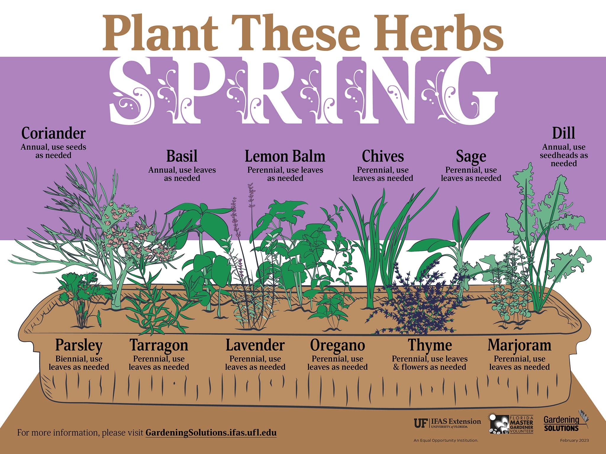 Growing herbs for the first time? UF/IFAS expert offers beginners tips