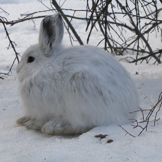 Timing of snowshoe hare winter color swap may leave them exposed in