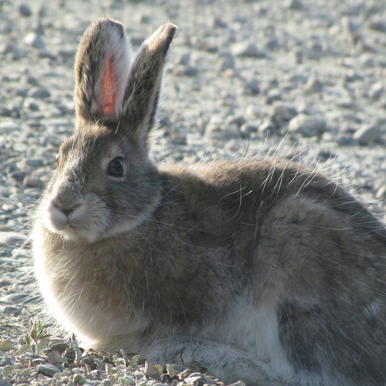 Timing of snowshoe hare winter color swap may leave them exposed in