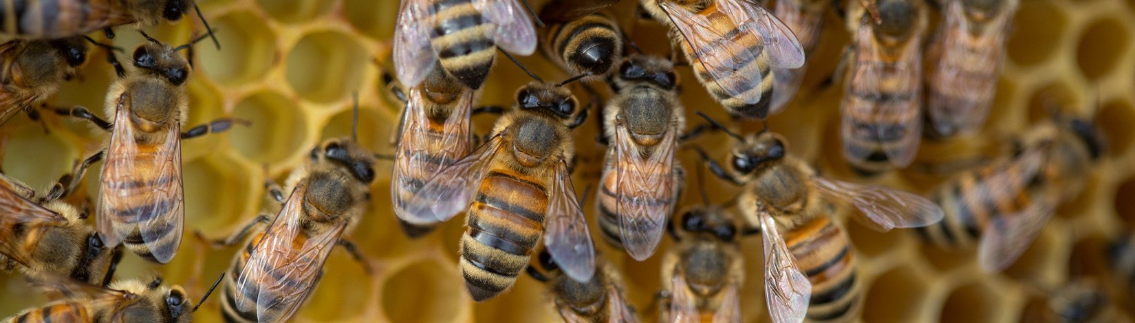 Louisiana Beekeepers Association - Resource