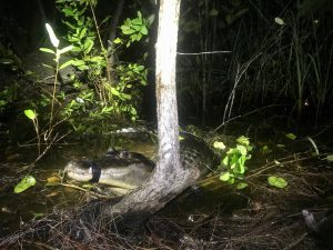 An adult male spectacled caiman captured in the Biscayne Bay Coastal Wetlands, an Everglades restoration project. Photo courtesy of Sidney Godfrey.