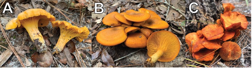 Three mushroom images; the first shows chanterelles, and the two others look similar but are not the same species.