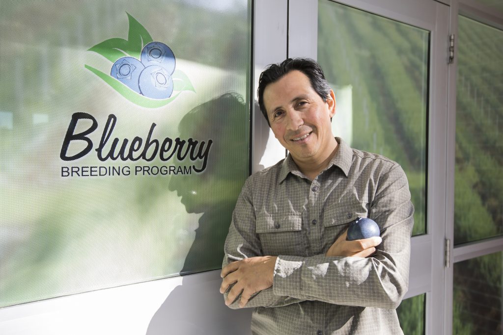 Prolific Blueberry Scientist Named Horticulture Crop Breeding Endowed ...