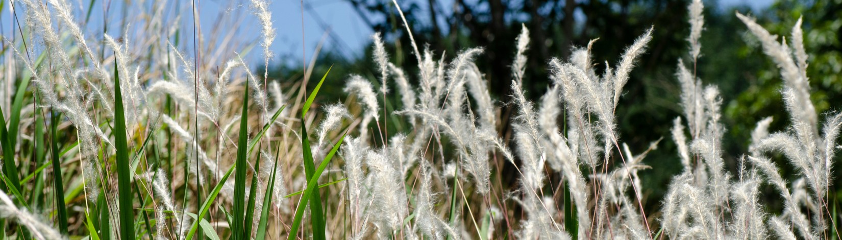 Researchers find more effective treatment for damaging, invasive grass ...