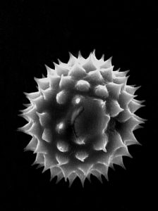 Pollen magnification 