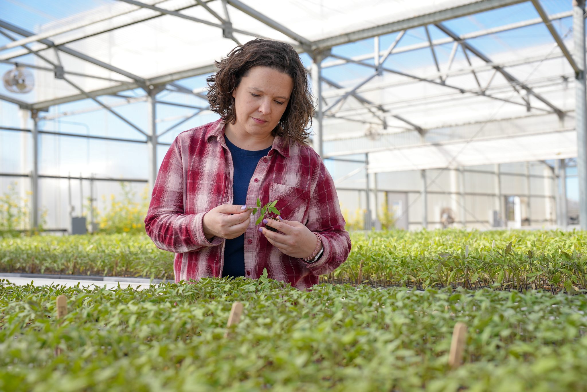 Machine-harvestable tomatoes available from UF/IFAS; growers hope ...