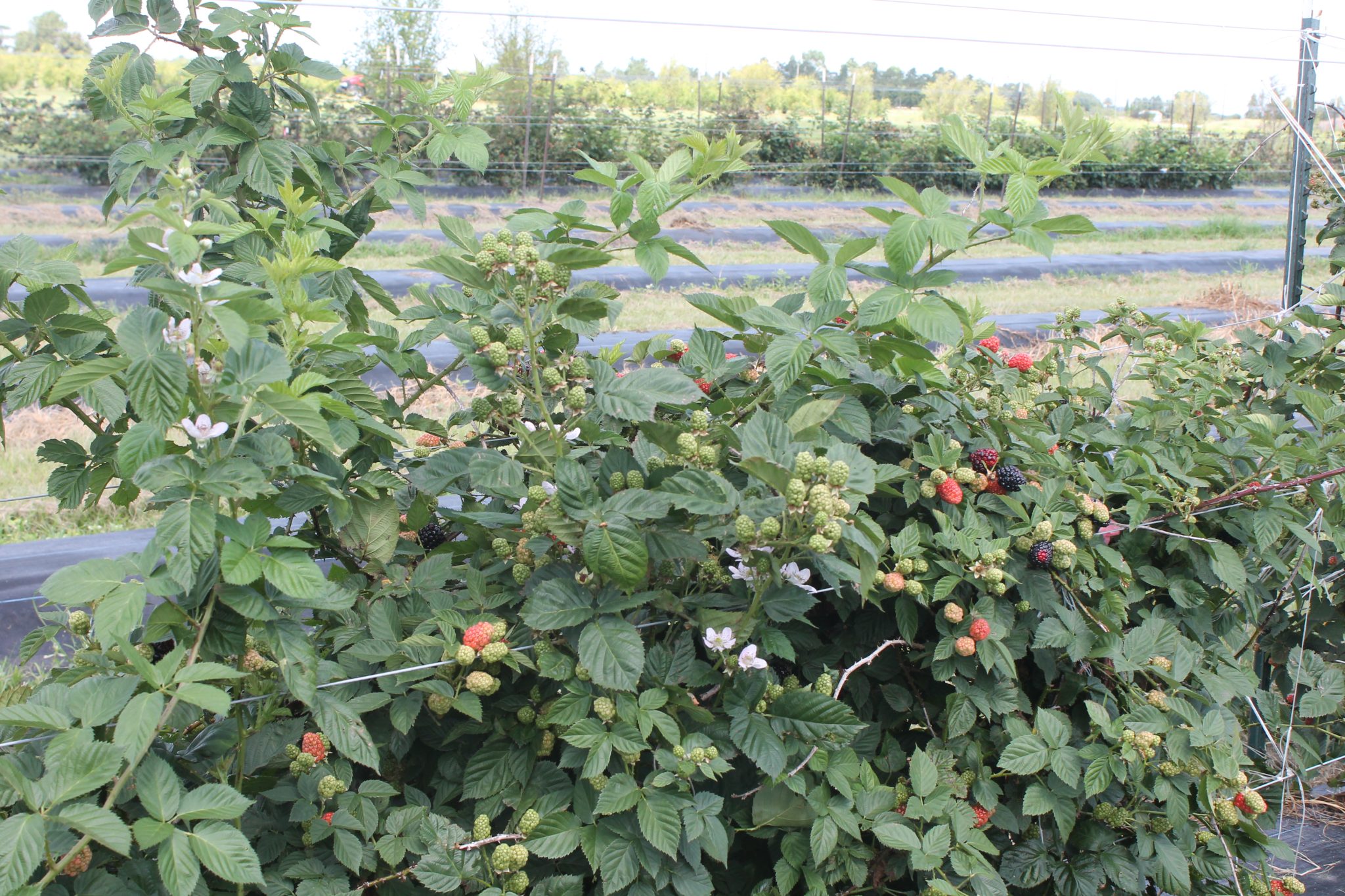 Blackberries in Florida may even more nutritious in the future